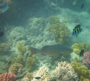 Hausriff Hotel Lahami Bay