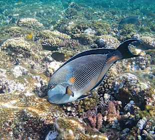 Schnorcheln Marsa Alam