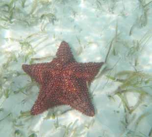 Seestern in der Piscina Naturale