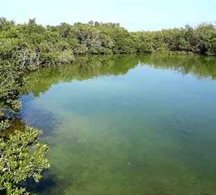 Al Thakira Mangroves