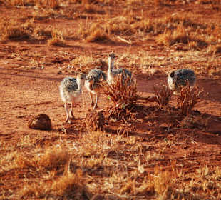Die kleinen Somali-Sträuße