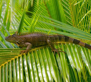 Ein Iguana-Leguan