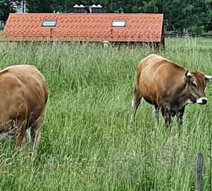 Wandern Bad Kohlgrub