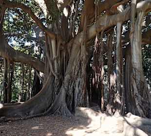 Figowiec wielkolistny (Ficus macrophylla)