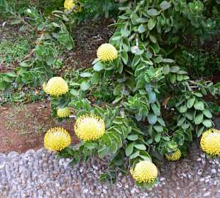 Palheiro Gardens