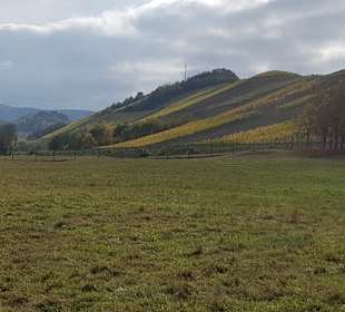 Wandern Mülheim an der Mosel
