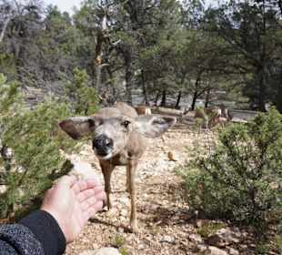 Grand Canyon Bewoher