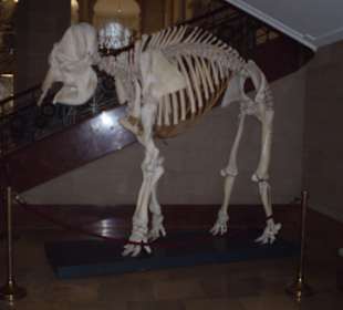 Zoologisches Forschungsmuseum Alexander Koenig