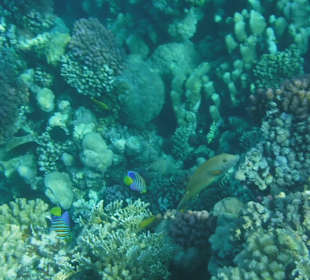 Schnorcheln Makadi Bay