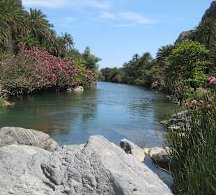 Palmenwald und Fluss