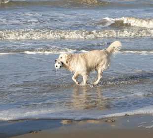 Hund am Strand