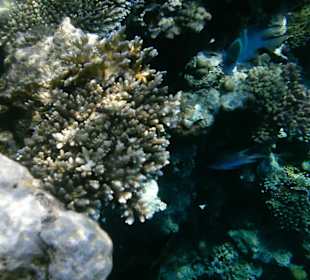 Unterwasserwelt Hotel Sharm Plaza