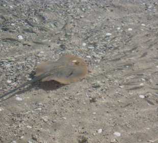 Rochen und kleine Fische