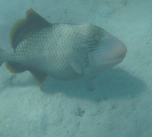 Fische und Fischartige