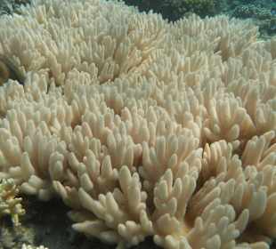 Weiße Koralle nur im Herbst der Fall