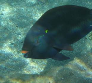 Hotel Al Nabila Grand Makadi