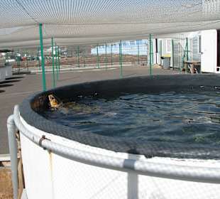 Unechte Karettschildkröte im Becken 