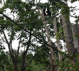 Tierpark Hellabrunn - Welt der Affen