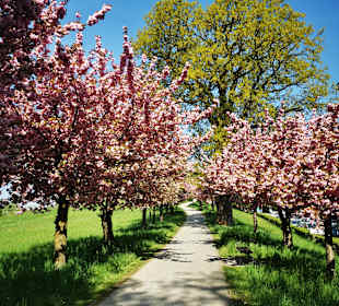 Botanischer Garten der Universität Graz