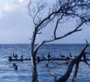 Die Kolonie der Grau-Pelikane