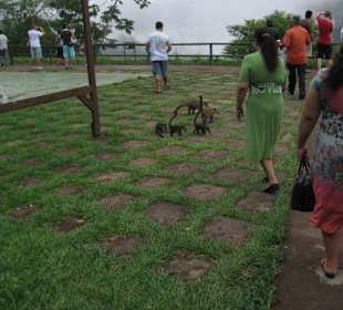 Die Wasserfälle, von Brasilien aus gesehen