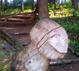 Panoramaweg Sankt Wendeler Land in Nonnweiler