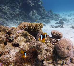 Einmalie Erlebnisse mit Mo´s Delfinen