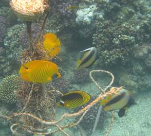 Hausriff Hotel Coral Sun Beach