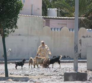 Ziegenhüterin auf dem Weg nach Musandam