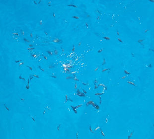 Fische im roten Meer