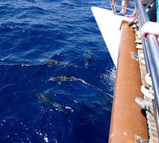 Delfintour