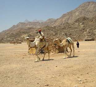 Die Wüstenbewohner