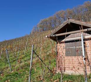 Die Weinlese ist vorbei