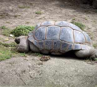 Zoo Osnabrück