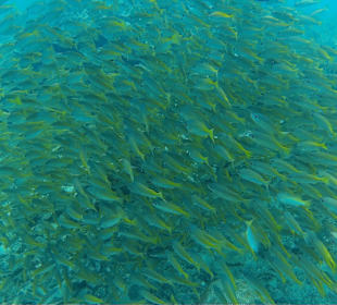 Swarm of fish