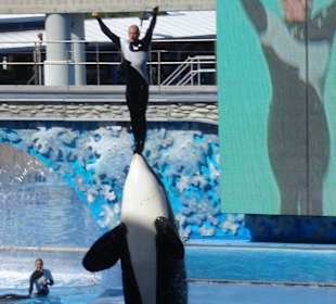 Orka-Show Sea World Orlando