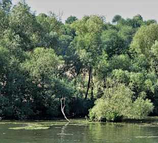 Ufer auf dem Weg zur Mainschleife