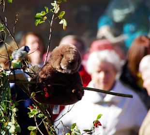 Bund Naturschutz Festwagen Biber