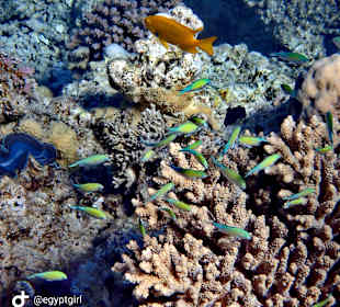 Schnorcheln Hurghada