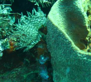 Schiffswrack Veronica L.