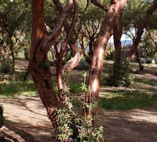 Faszinierende Vegetation