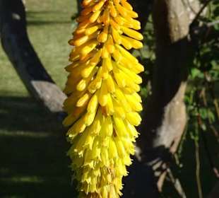 Eindrücke vom Rundgang durch Blandy´s Garden