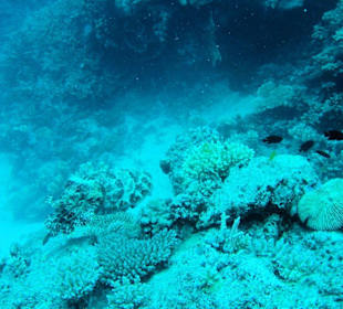 Tagestour mit Poseidon-Cruises