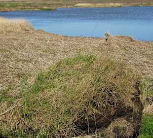 Das Moor zur Seeseite
