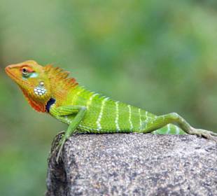 Grüne Garteneidechse (Green garden lizard)