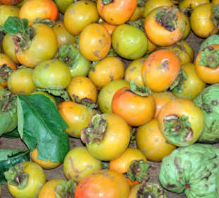 Rundgang über den Marché forain du Front de Mer