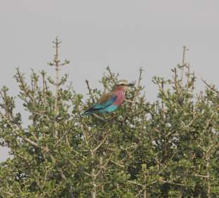 ...nicht zu übersehen....