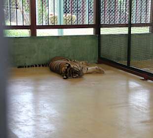 Maly śpioszek Tiger Kingdom