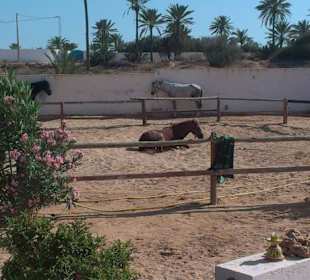 Pferd während der Siesta