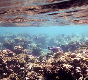 Beim Schnorcheln am Tulip Resort